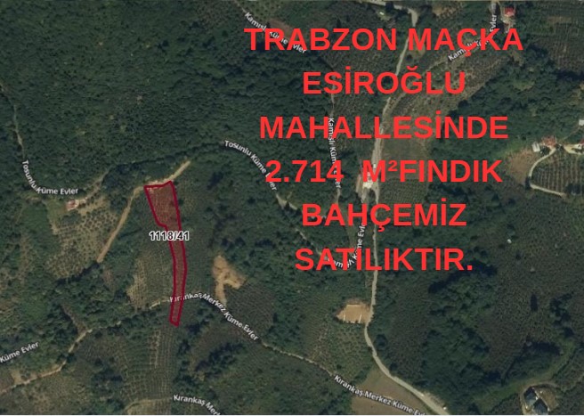 TRABZON MAÇKA ESİROĞLU MAHALLESİNDE 2.714  M²FINDIK BAHÇEMİZ SATILIKTIR. - TRABZON MAÇKA fotoğraf 2